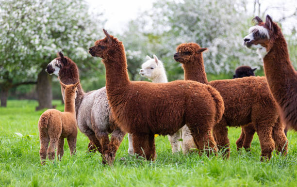 istock Alpaca herd on a spring meadow, South American mammals 1190832335