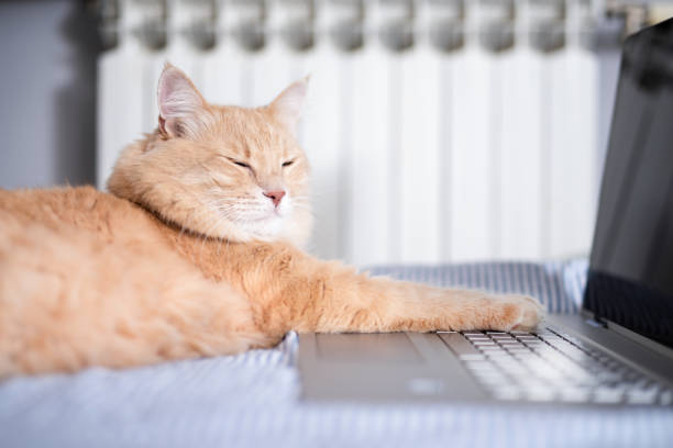 istock Adorable Maine Coon cat falls asleep while surfing the net. 1190835470