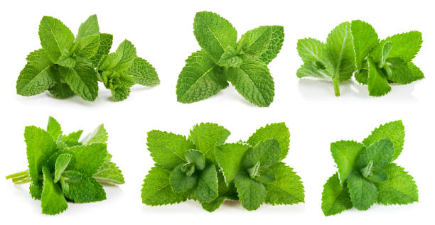 Kit leaves mint. Still life and set Kit leaves mint. Still life and set of herbs for packing. Isolated on white background. flora family stock pictures, royalty-free photos & images