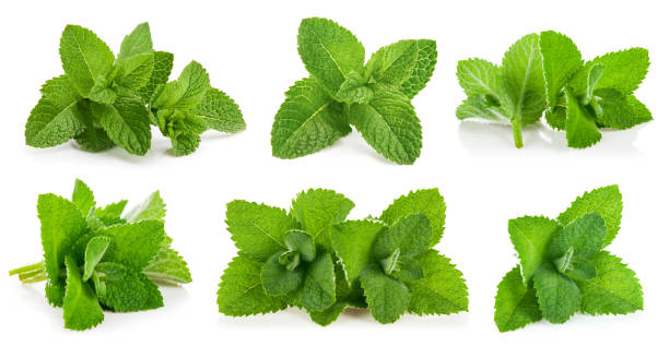 kit leaves mint. still life and set - peppermint imagens e fotografias de stock