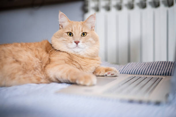 istock Maine Coon cat working on laptop and looking at camera. 1190835765