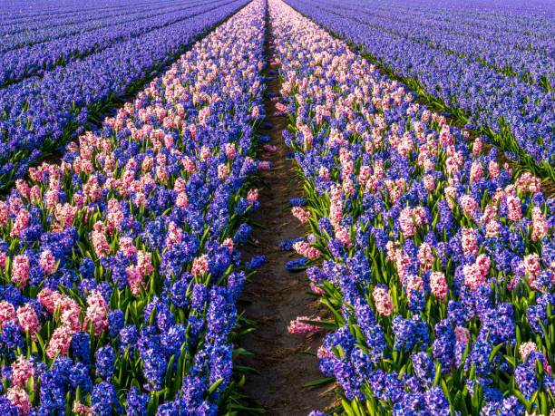 large Field of hyacinths in perspective, the Netherlands