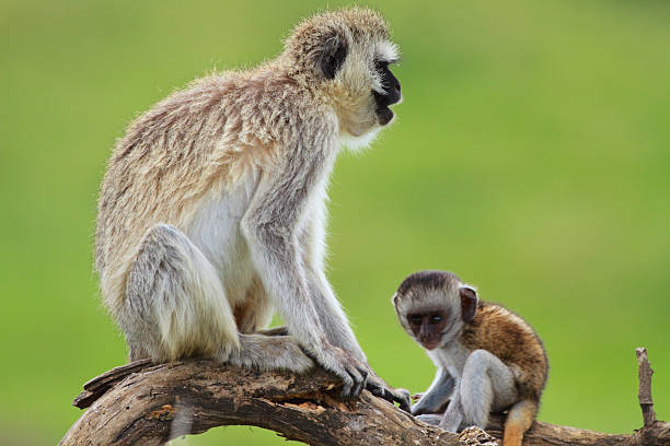 istock Black faced vervet monkeys 119083768