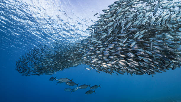 Bait ball / school of fish and Blue Runner Jacks in turquoise water of coral reef in Caribbean Sea / Curacao stock photo