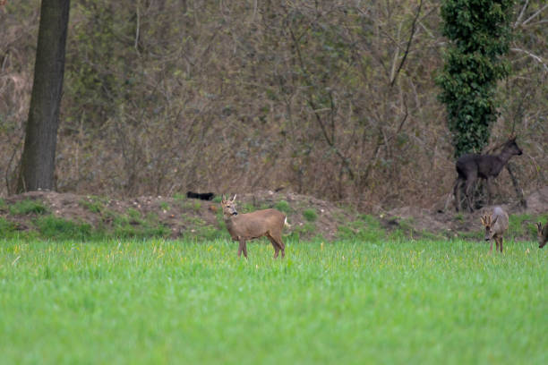 Roe deer in meadow at edge of bushes.