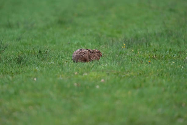 istock Alert hare with ears flat in meadow. 1190838705