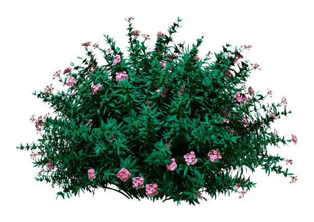istock 3D illustration blooming nerium oleander plant on white 1190839263