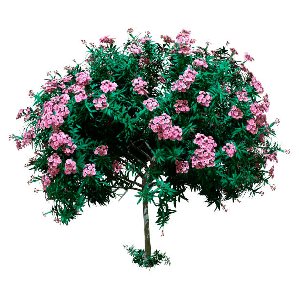 istock 3D illustration blooming nerium oleander plant on white 1190839273