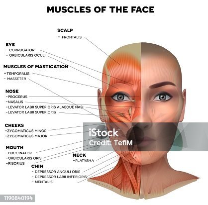 istock Facial muscles of the female 1190840194