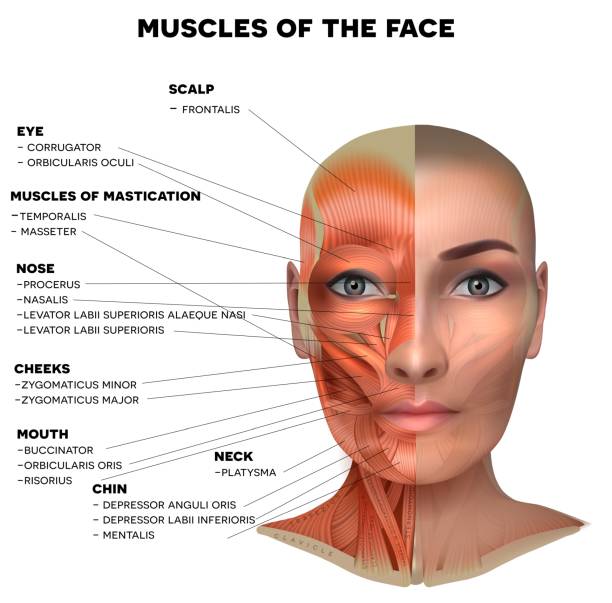 Facial muscles of the female Facial and neck muscles of the female, half of the face muscles and half skin, each muscle with name on it, detailed bright anatomy isolated on a white background muscular build stock illustrations