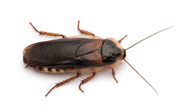istock Close up of a brown Dubai cockroach  119084080