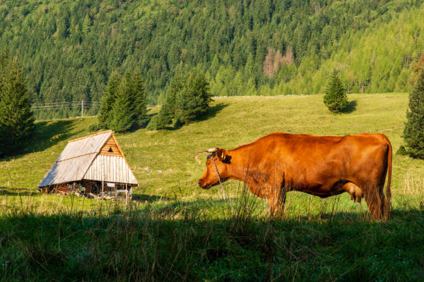 istock Cows on a meadow in the mountains. Polish Tatras 1190841404