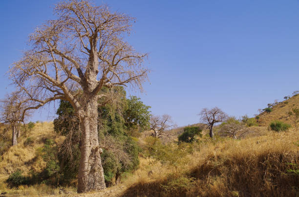 istock Beautiful african landscape. Big baobab trees. Ethiopia 1190841717