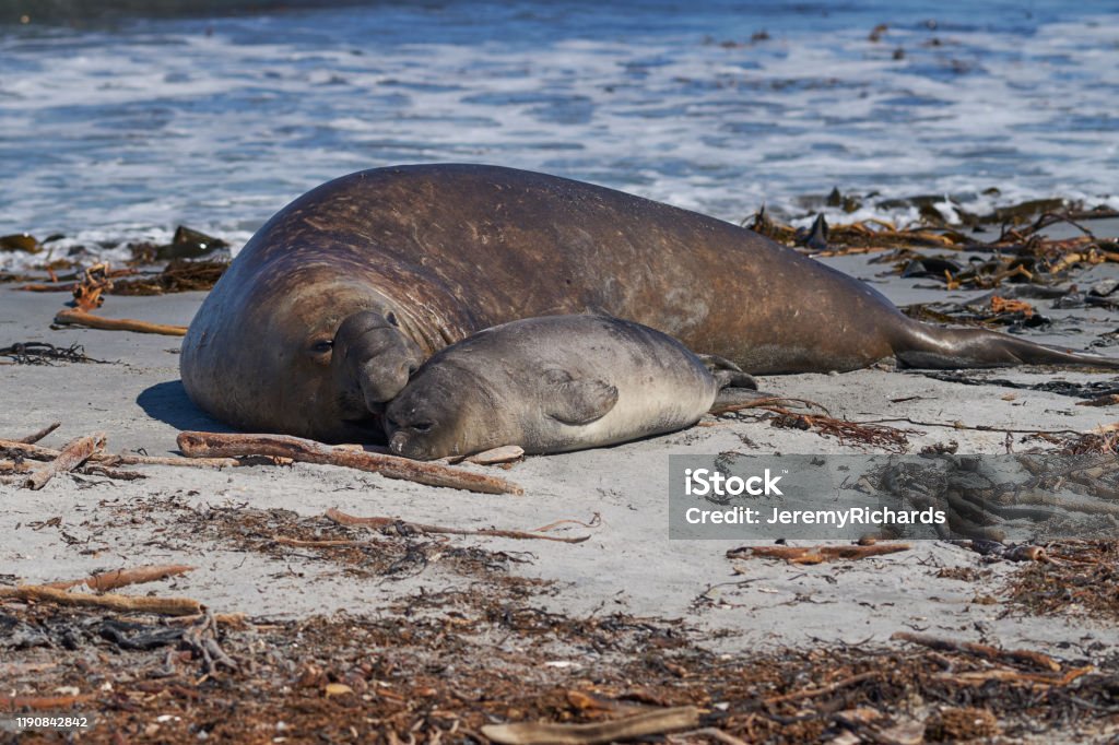 Male Southern Elephant Seal with pup Male Southern Elephant Seal (Mirounga leonina) trying to mate with a recently weaned pup on Sea Lion Island in the Falkland Islands. Cub Stock Photo