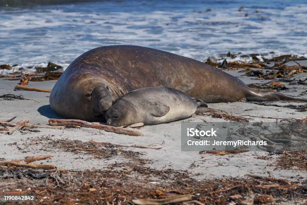 Male Southern Elephant Seal With Pup Stock Photo - Download Image Now - Cub, Animal, Animal Behavior