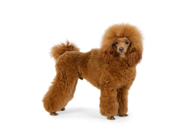 istock Red Toy Poodle dog on a white background 1190842975