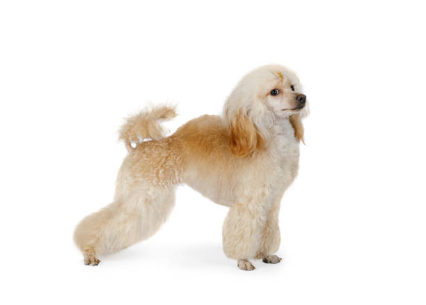 istock White Toy Poodle dog on a white background 1190843000