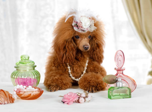 Funny Toy Poodle dog sitting at the table with perfume stock photo