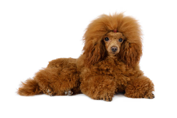 istock Fluffy Toy Poodle dog on a white background 1190843056