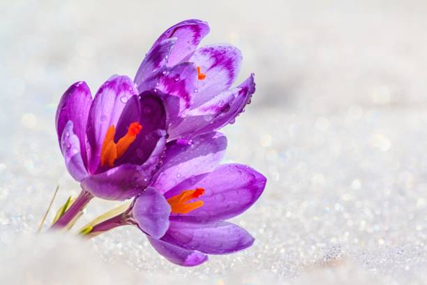 istock Crocuses - blooming purple flowers making their way from under the snow 1190844169