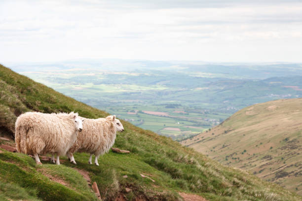 Sheep in Wales Two sheep in the Brecon Beacons look out over countryside in South Wales welsh culture stock pictures, royalty-free photos & images