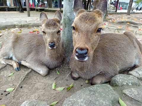 Two shots of cute parent and child deer. In Miyajima.