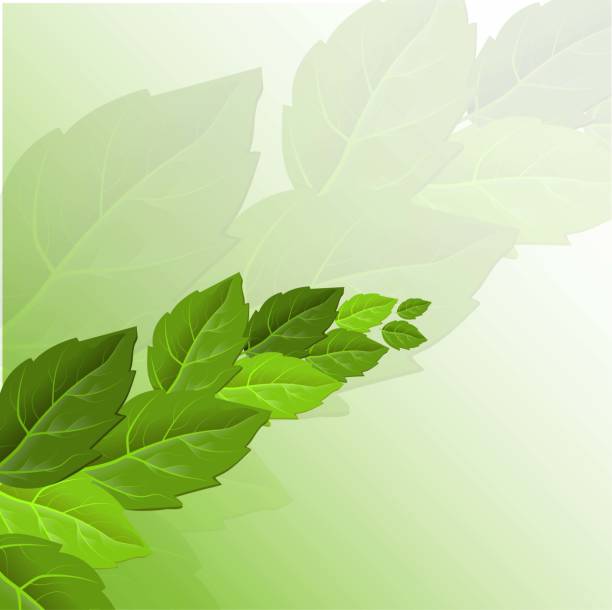 istock Beautiful leaves on sky background, great design for any purposes. Summer outdoor. Beautiful nature landscape. Tree decoration. Wallpaper background. Organic texture 1190845798