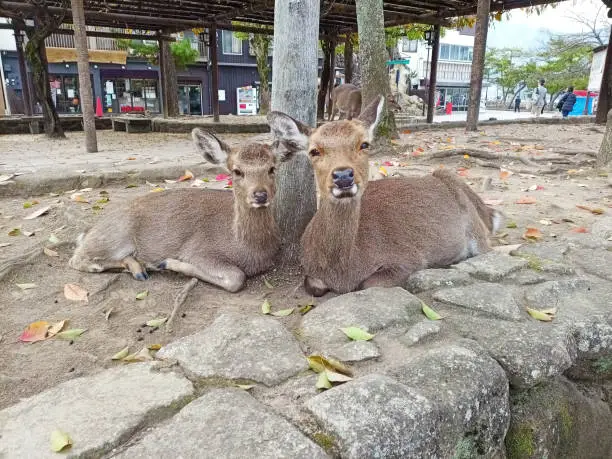 Two shots of cute parent and child deer. In Miyajima.