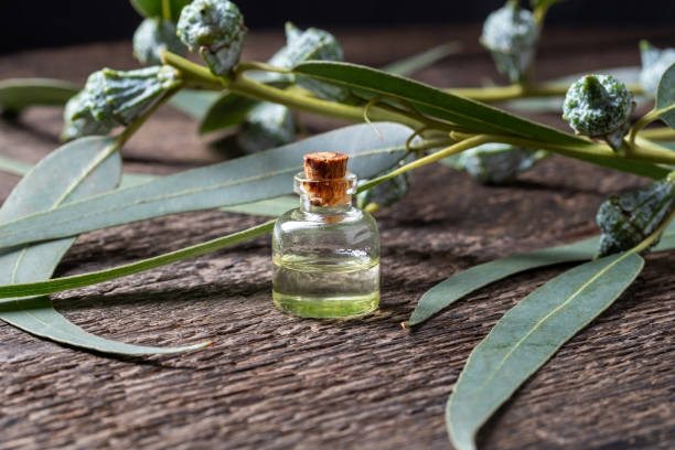 istock A bottle of essential oil with eucalyptus branches 1190846113