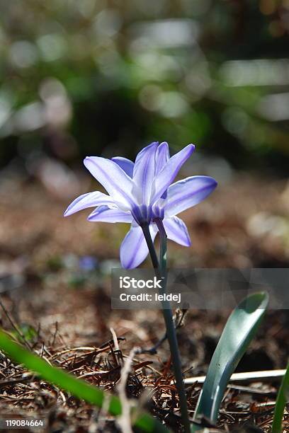 Gloryofthesnow Turned Against Sun Stock Photo - Download Image Now - Beauty, Beauty In Nature, Blossom