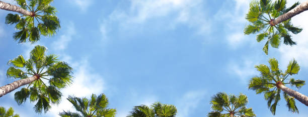 istock Palm trees shown from below with blue sky in the background. 1190846780