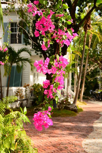 istock Spring time in the Florida Keys 1190846964