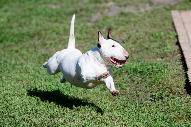 istock White mini bull terrier running with all feet off the ground 1190847048