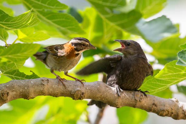 istock Rufous-colared Sparrow and Shiny cowbird 1190847656