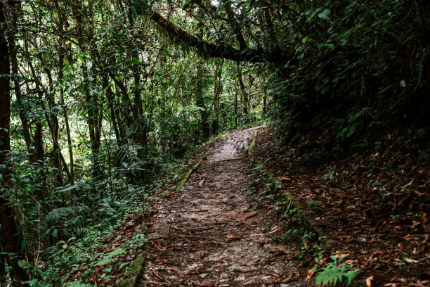 istock On the trail in the rainforest 1190849948