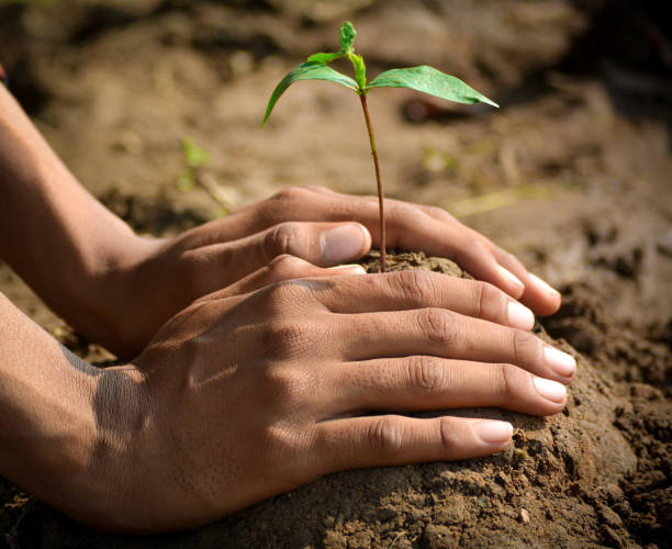 istock Farmer hand planting young tree on back soil as care and save wold concept. 1190850347
