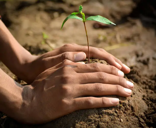 Farmer hand planting young tree on back soil as care and save wold concept