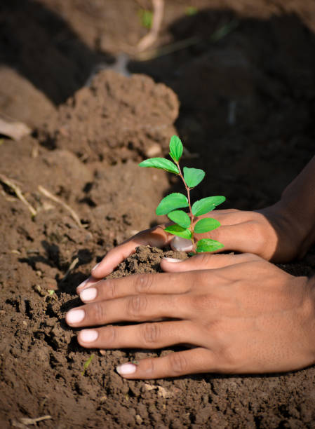 istock Farmer hand planting young tree on back soil as care and save wold concept. 1190850387