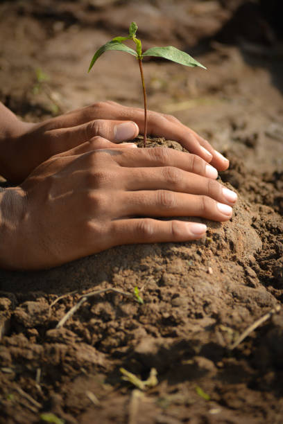 istock Farmer hand planting young tree on back soil as care and save wold concept. 1190850534