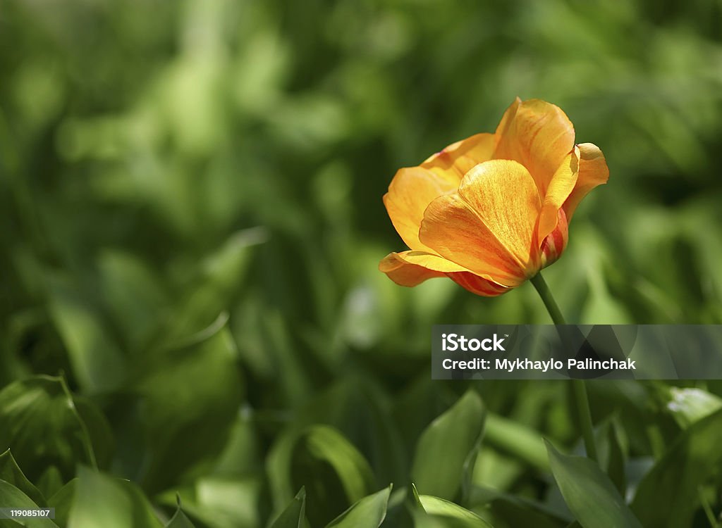 Einzelzimmer orange tulip - Lizenzfrei Abgeschiedenheit Stock-Foto