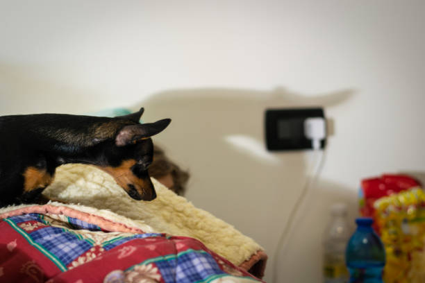cute little dog is staying on the bed near to his master