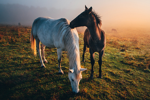 Two horses in love grassing on calm morning autumn meadow