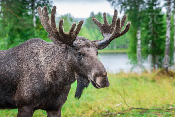 Adult male Wild Moose with huge antlers Grazing near Kiruna, Sweden.