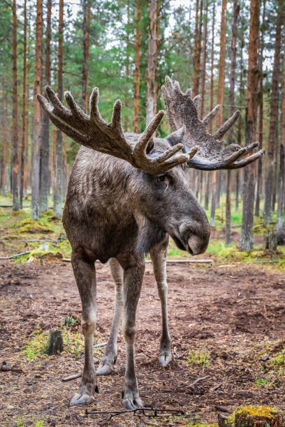 istock Sweden autumn nature 1190853576