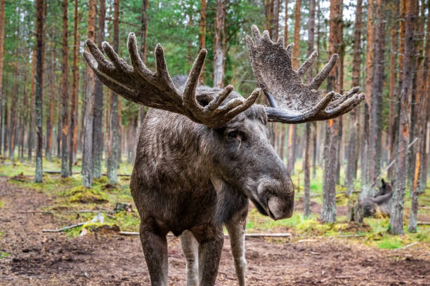 istock Sweden autumn nature 1190853584