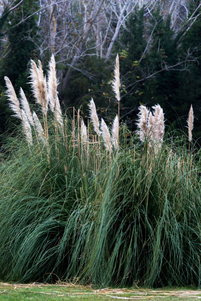 istock Pampas plant in nature 1190853710