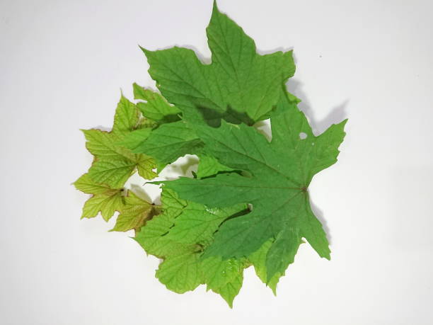 istock happy anniversary celebrities leaf for background festivals 1190854328