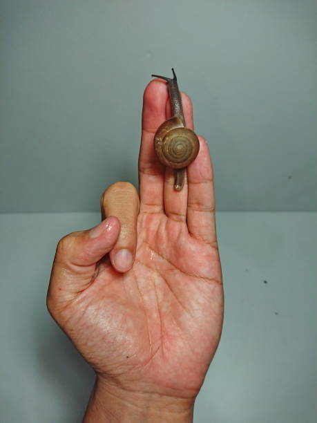 istock A little Snail in the hand 1190854955
