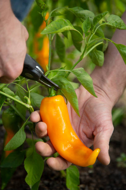 istock Farm worker harvesting yellow chilli pepper in farm 1190855091