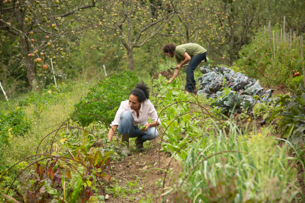 istock Young couple working in farm 1190855118